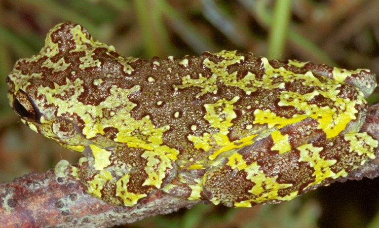 Dendropsophus nahdereri Dendropsophus nahdereri