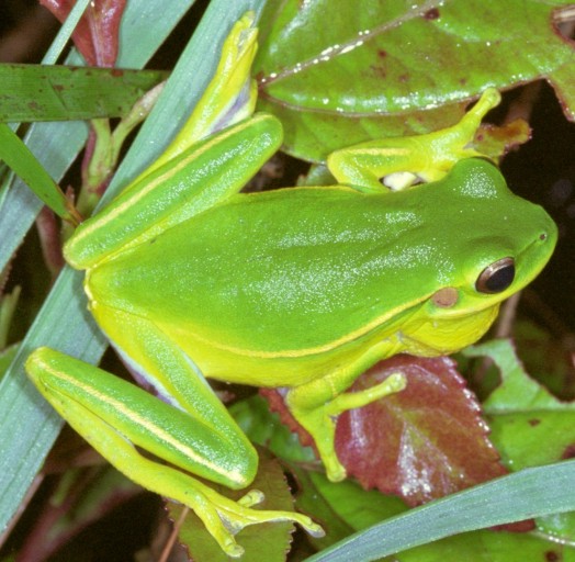 Boana prasina Boana prasina