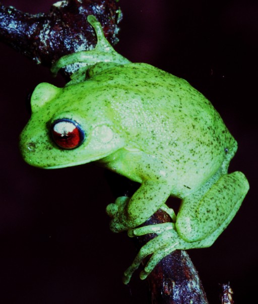 Aplastodiscus perviridis Aplastodiscus perviridis