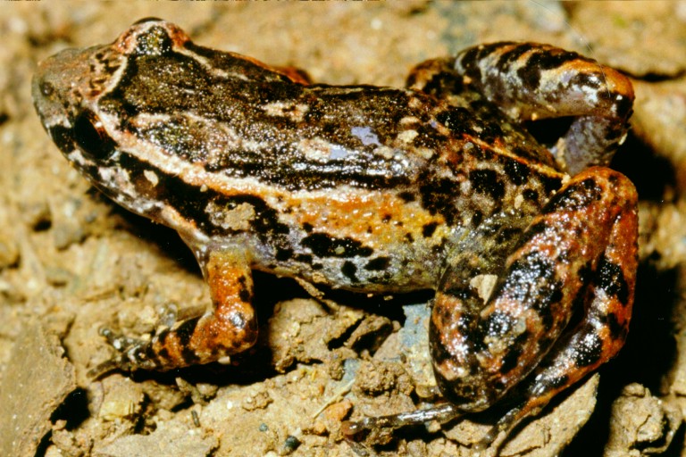 Adenomera marmorata Adenomera marmorata