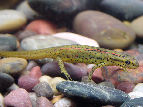Notophthalmus viridescens dorsalis Notophthalmus viridescens dorsalis