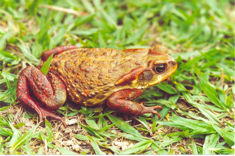 Rhinella rubescens Rhinella rubescens