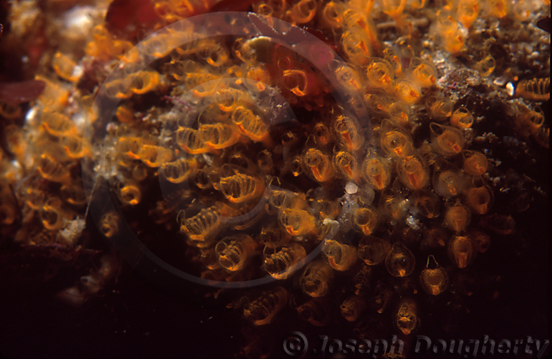 Pycnoclavella stanleyi Pycnoclavella stanleyi