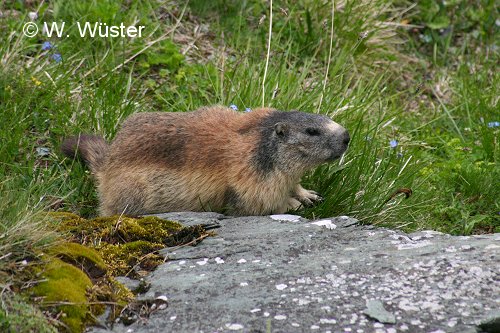 Marmota marmota Marmota marmota