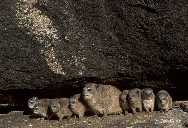 Procavia capensis Procavia capensis
