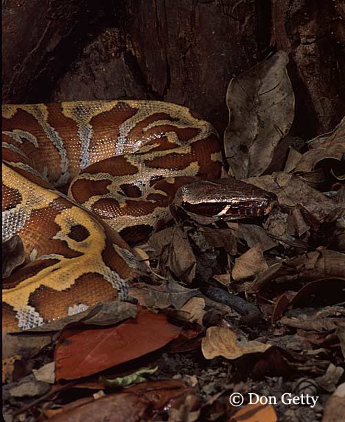 Python brongersmai Python brongersmai