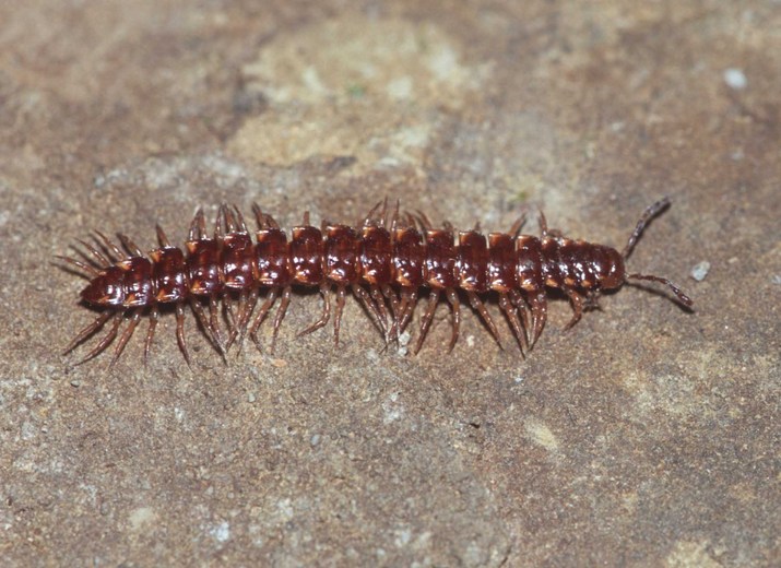 Nearctodesmus insulanus Nearctodesmus insulanus