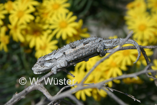 Bradypodion occidentale Bradypodion occidentale