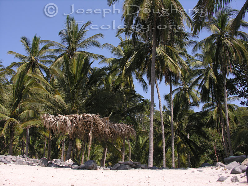 Ramada-style thatched palapa on tropical beach under coconut palms.