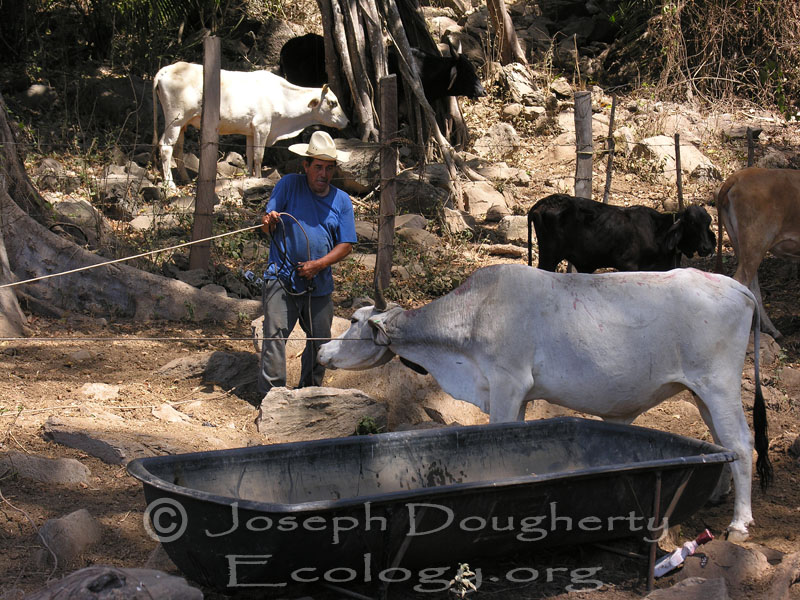 Mexican rancher putting pesticide 'dip' on his brahma beef cattle to fight bot fly infestation.