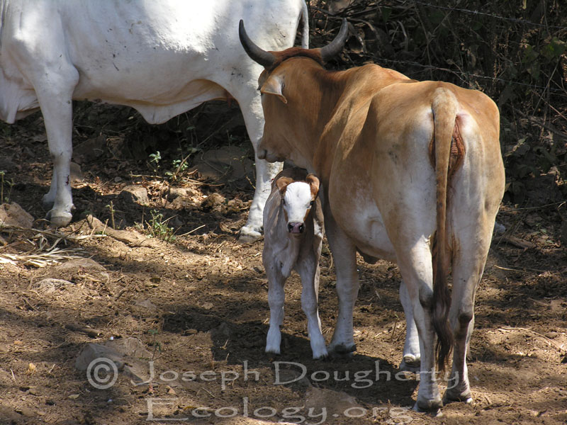 Tropical brahma beef cattle heifer and calf.