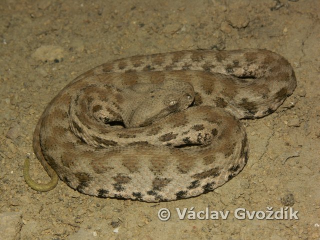 Macrovipera lebetina obtusa Macrovipera lebetina obtusa
