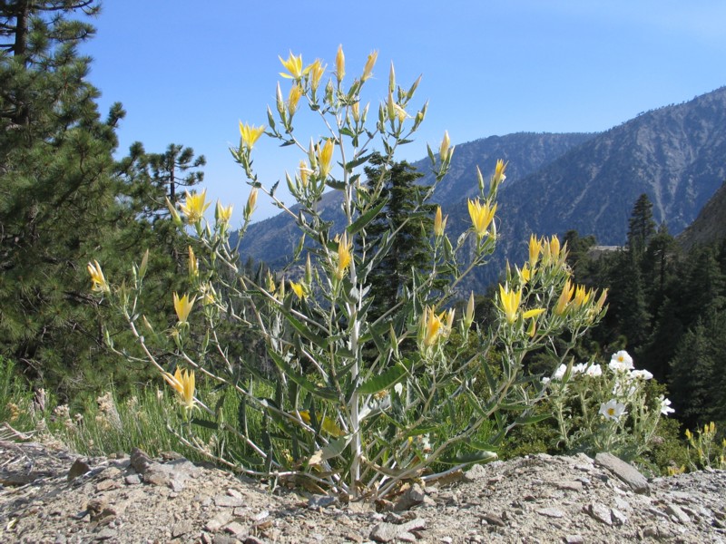 Mentzelia laevicaulis Mentzelia laevicaulis