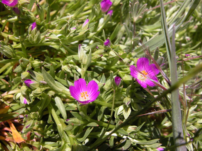 Calandrinia ciliata Calandrinia ciliata