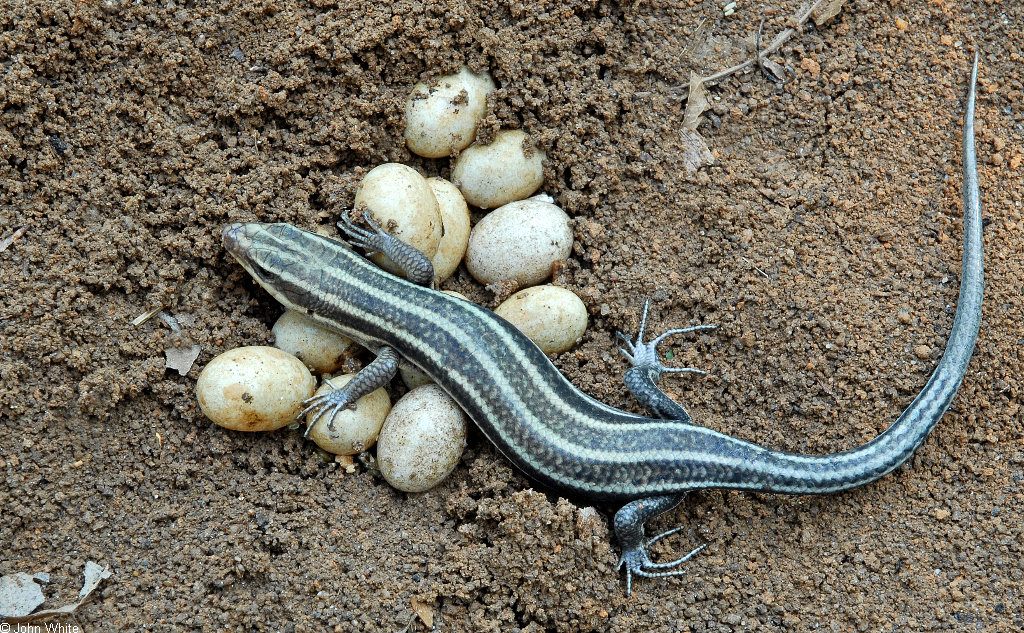 Reptile eggs - Other Herps - Turtle Forum