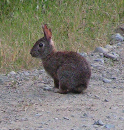 Sylvilagus bachmani Sylvilagus bachmani