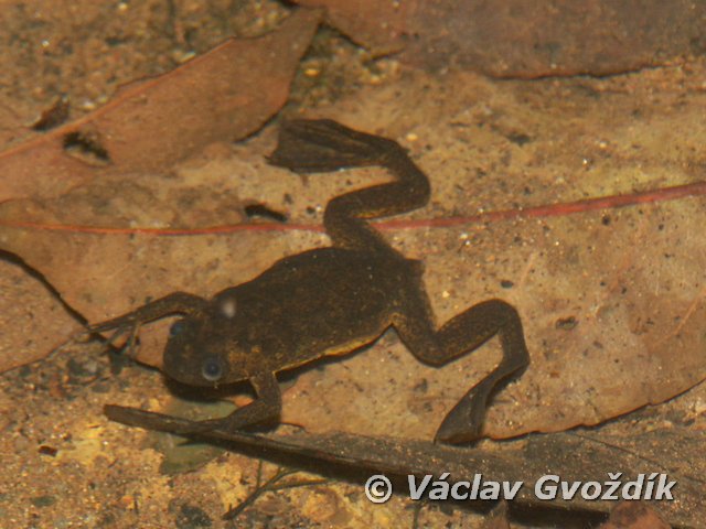 Xenopus longipes Xenopus longipes