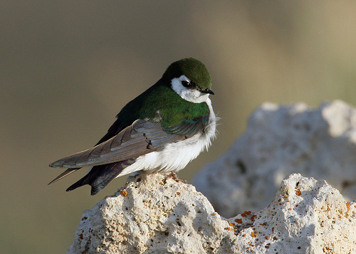 Tachycineta thalassina Tachycineta thalassina