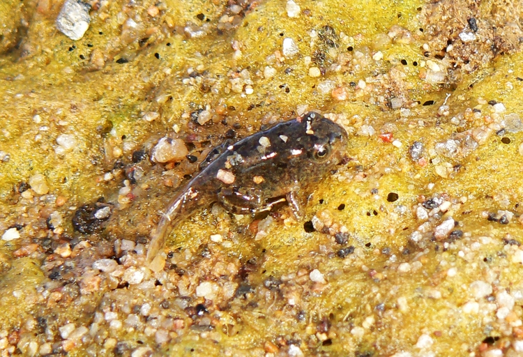Anaxyrus microscaphus Anaxyrus microscaphus