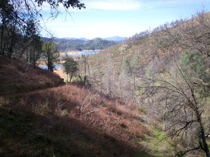 View north from Clikapudi trail to Viburnum ellipticum population and beyond to Shasta Lake