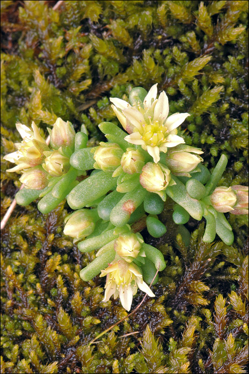 Sedum atratum ssp. carinthiacum