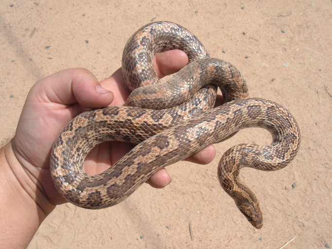 Arizona elegans Arizona elegans