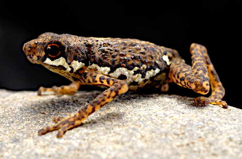 Pelophryne signata Pelophryne signata