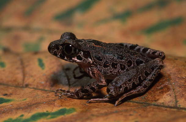 Leptobrachella hamidi Leptobrachella hamidi