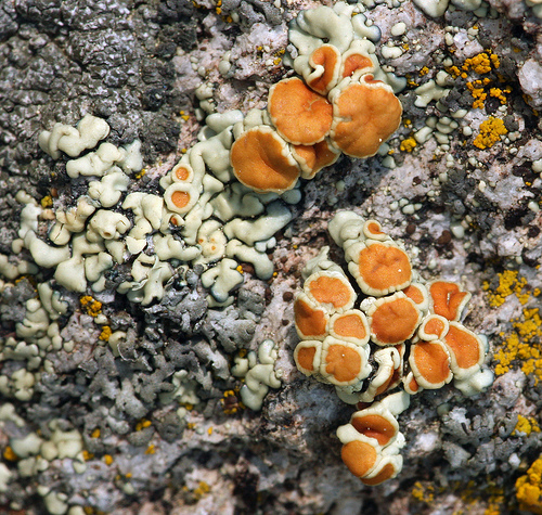 Lecanora muralis Lecanora muralis