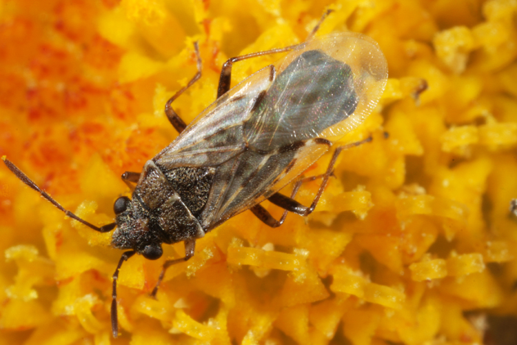 Nysius sp. Nysius sp.