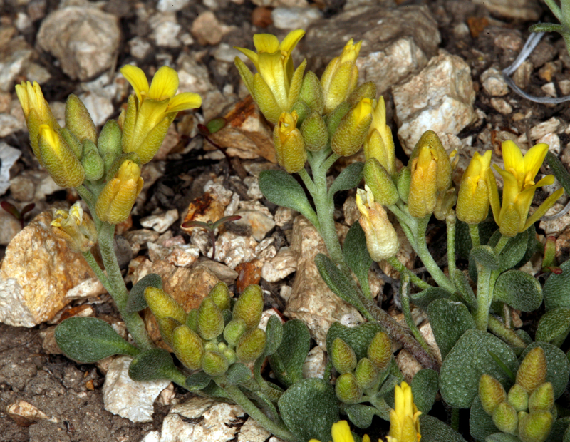 Physaria kingii ssp. kingii