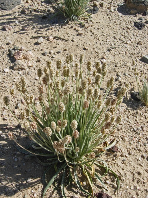 Plantago ovata