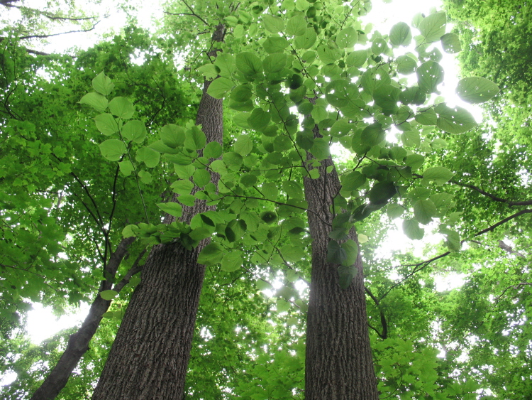 Tilia americana