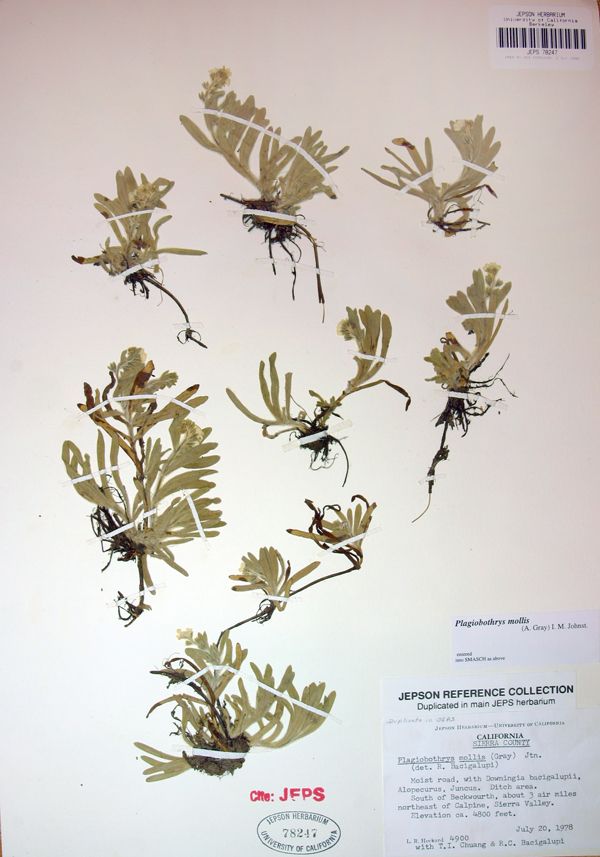 Plagiobothrys mollis var. mollis