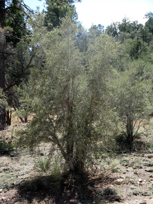 Cercocarpus ledifolius var. intermontanus