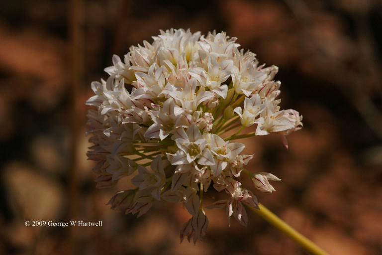 Allium jepsonii