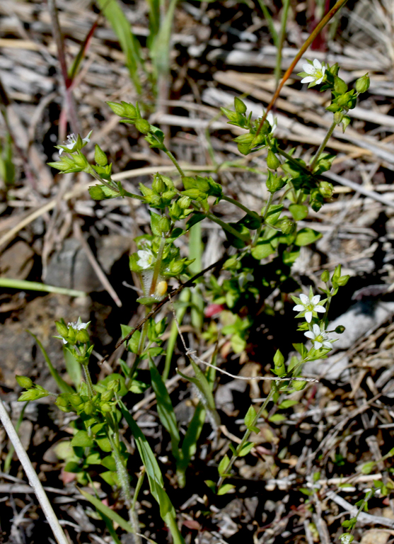 Arenaria serpyllifolia var. serpyllifolia