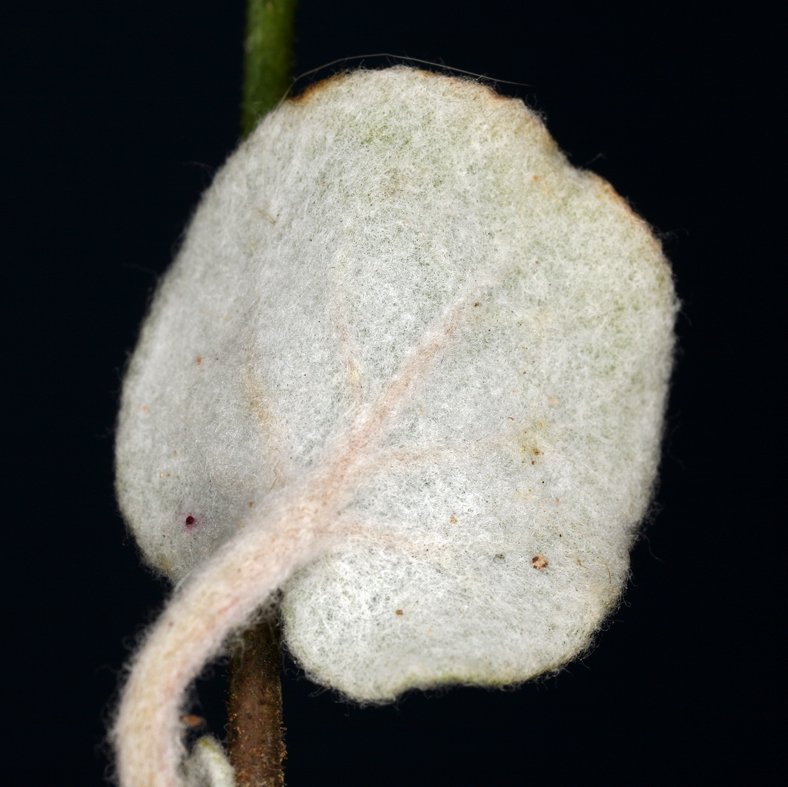 Eriogonum brachypodum