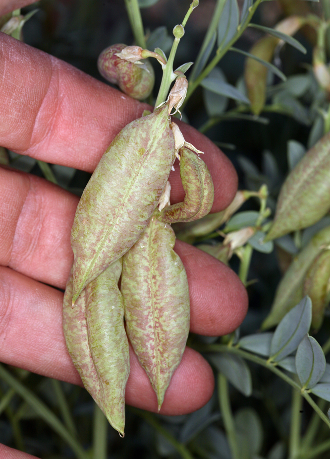 Astragalus oophorus var. lavinii