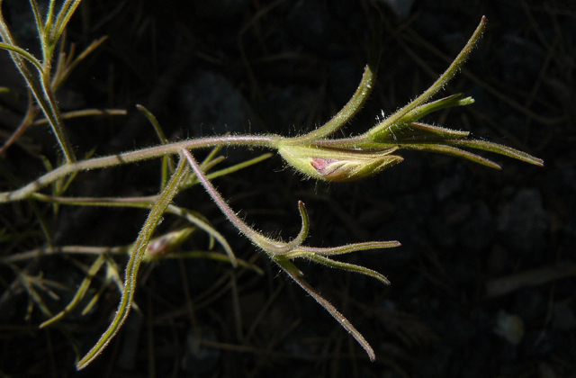 Cordylanthus pilosus