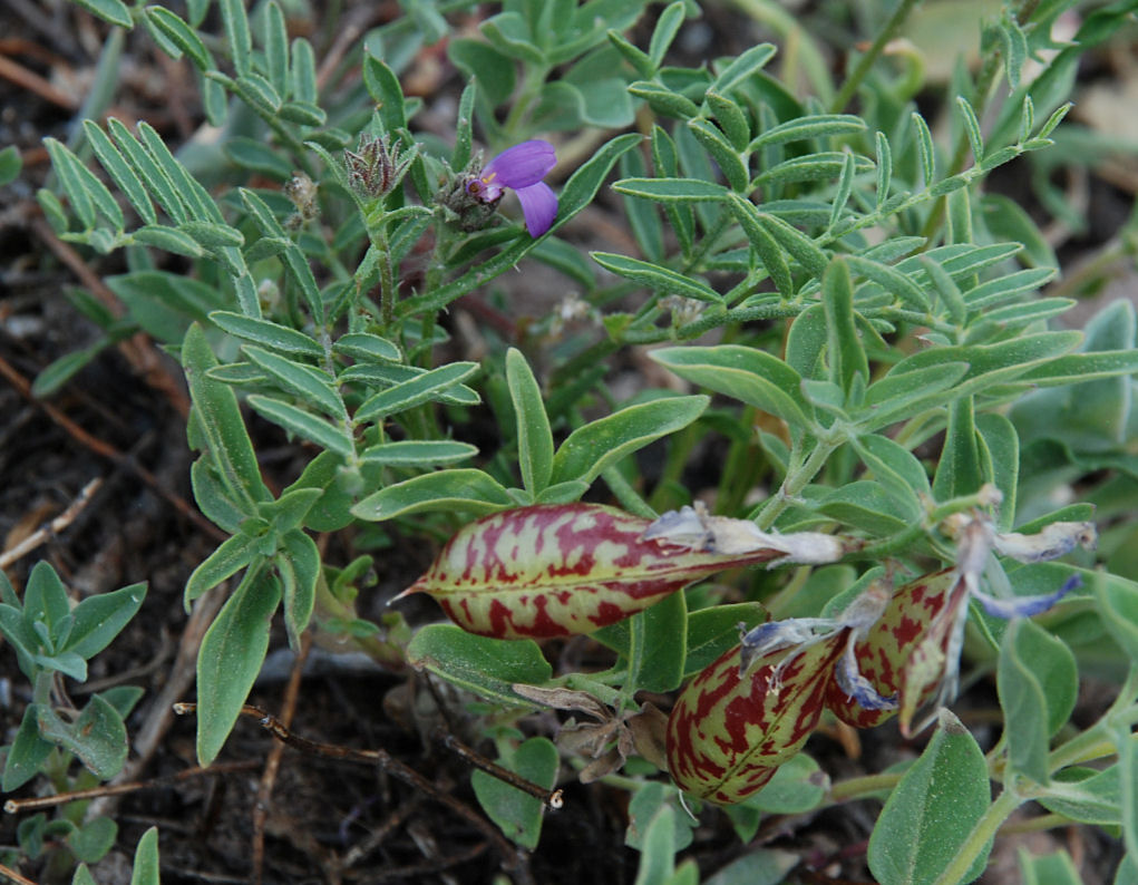 Astragalus whitneyi var. whitneyi