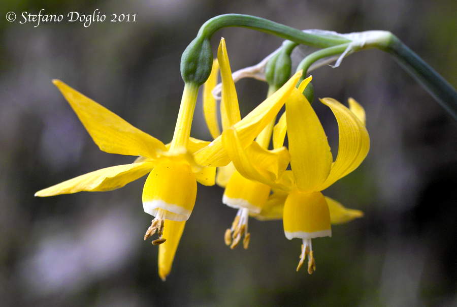 Narcissus albimarginatus
