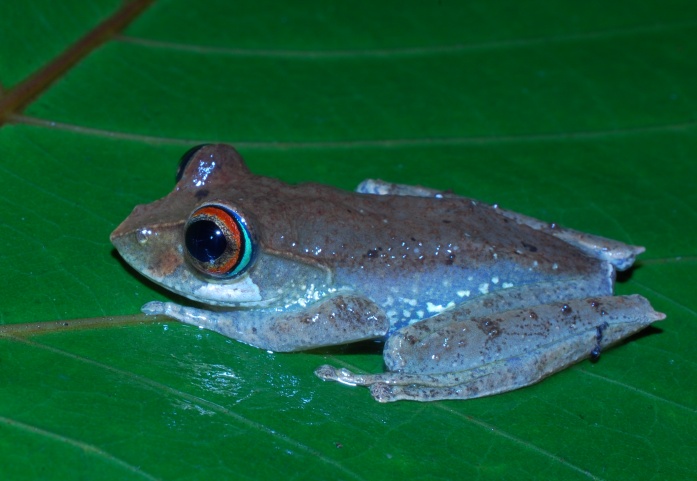 Boophis rufioculis