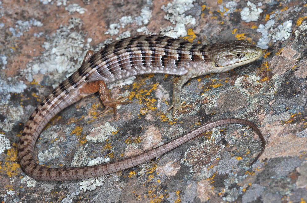 Elgaria multicarinata Elgaria multicarinata