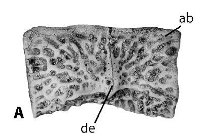 Acaenasuchus geoffreyi