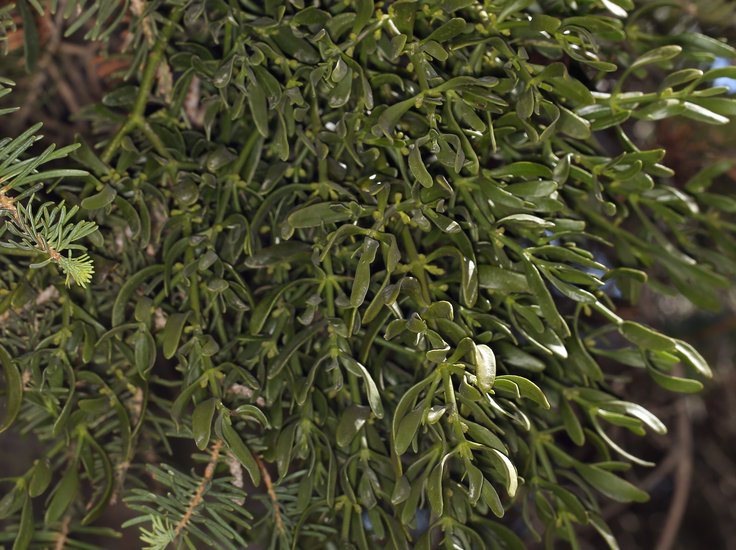 Phoradendron bolleanum