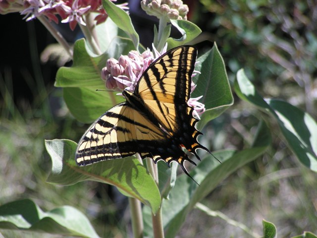 Papilio multicaudata