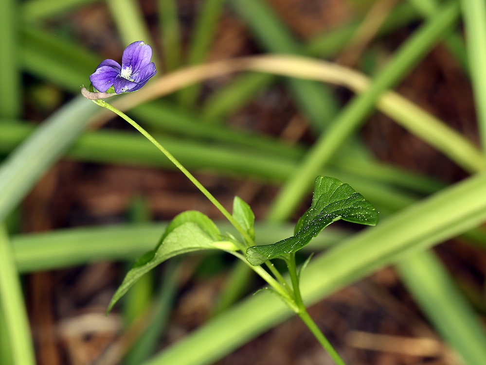Viola adunca ssp. adunca