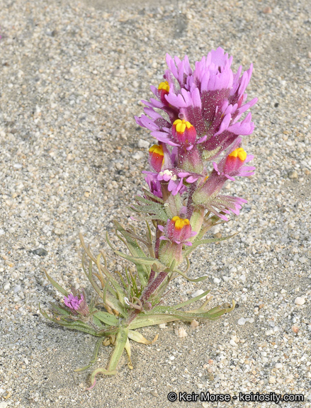 Castilleja exserta ssp. venusta