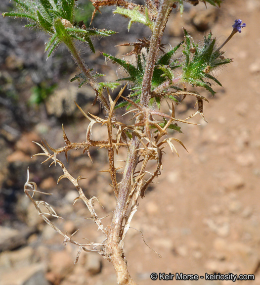 Navarretia hamata ssp. leptantha